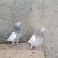 کفتر دمبی وسینه|پرنده|شیراز, دارالرحمه|دیوار