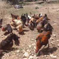 مرغ وخروس/بوقلمون و...