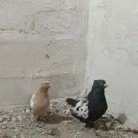 یک جفت قزوینی نر و ماده