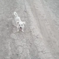 سلام سگ سالمه معاوضه دارم با گوسفند کوچیک