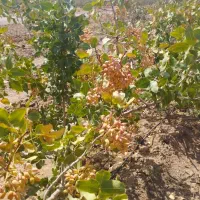 سلام خوبی باغ فروش قنوات