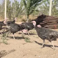 بوقلمون