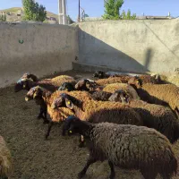 گوسفند چند قلوزا همو و هتروزیگوت