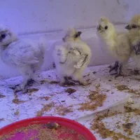 جوجه ابریشمی ۱۰ روزه قیمت برای هر عدد هست|حیوانات مزرعه|تهران, صد دستگاه|دیوار