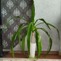 گل و گیاه|گل و گیاه طبیعی|بیرجند, |دیوار