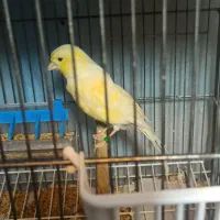 قناری ماده آماده آماده