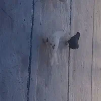 کبوتر پشت دار باخت رفته|پرنده|کرج, خرمدشت|دیوار