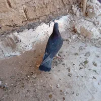 کفتر گمشده|پرنده|قم, شهرک امام حسین|دیوار