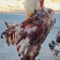 دو عدد خروس پاپر محلی و مرغ زینتی سالم و سر حال|حیوانات مزرعه|صحنه, |دیوار