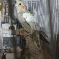 فروش دو عدد عروس هلندی لوتینو و گلباقالی|پرنده|فامنین, |دیوار