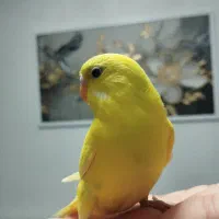 مرغ عشق
