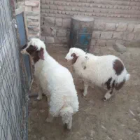 2عدد کاور نر