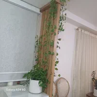 گل پتوس ۴متر