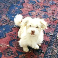 سگ پا کوتاه اشپیتز سایز کوچیک