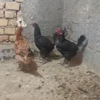 مرغ جیرفتی وخروس گلین|حیوانات مزرعه|حمیدیا, |دیوار