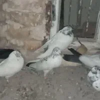 حراج کبوتر معاوضه با ساده|حراج|زابل, |دیوار