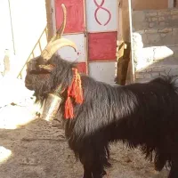 چپش دوبور دبر دوبر بزغاله دبری|حیوانات مزرعه|بن, |دیوار