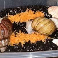 پک اقتصادی سوپر مولد و جوجه حلزون