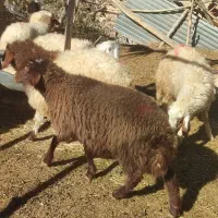 فروش ۱۲ عدد بره پرواری سبک|حیوانات مزرعه|ایلام, |دیوار