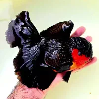 فروش ماهی های گلدفیش وارداتی