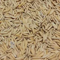 یک کیسه شالی دم سیاه