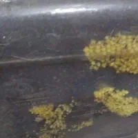 حلزون سوپرمولد تخم گذار ، باکس و خاویار تازه|خزنده|مشهد, شهرآرا|دیوار