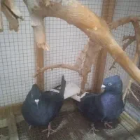 کبوترزاغ دم سفید