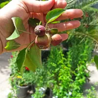 درخت نهال میوه اصلاح شده|گل و گیاه طبیعی|چهاردانگه (تهران), |دیوار