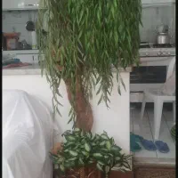 درختچه و پشتی