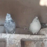 کبوتر