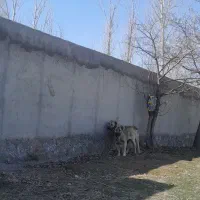 سگ گله|سگ|سراب, |دیوار
