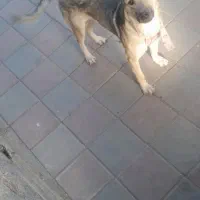 سگ نژاد دار