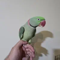 شاه طوطی