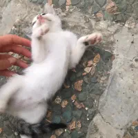 واگذاری گربه|گربه|عباسآباد, |دیوار