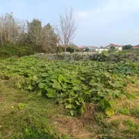 زمین مسکونی|فروش زمین و ملک کلنگی|لنگرود, |دیوار