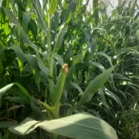 بلال|خوردنی و آشامیدنی|قیدار, |دیوار