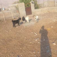 بره|حیوانات مزرعه|حاجی آباد, |دیوار