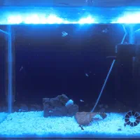 آکواریوم همراه با گوپی