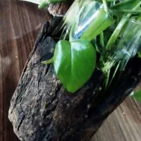 صنایع دستی|صنایع دستی و سایر لوازم تزئینی|گلبهار, شهر جدید گلبهار|دیوار