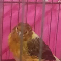 فروش قناری و|پرنده|مرودشت, فرهنگ|دیوار