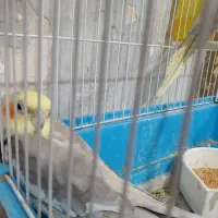 عروس هلندی