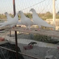 5عددجوجه پتی واله