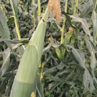 باغداری و خدمات