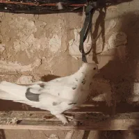 نرپشتار|پرنده|زالیان, |دیوار