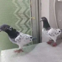 یک جفت کبوتر خارجی