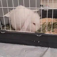 خرگوش لوپی ۸ ماهه سالم نر دو. تومن|موش و خرگوش|خرم‌آباد, |دیوار