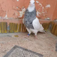 طوقی
