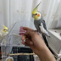 ‌یک‌جفت‌عروس‌هلندی