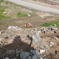 بوقلمون محلی