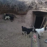 بزغاله نرسفت چاق|حیوانات مزرعه|بیرجند, |دیوار